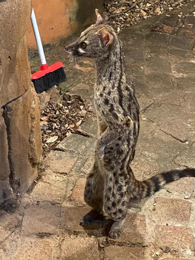 Kiburi Cottage @ Kruger Marloth Park Luaran gambar