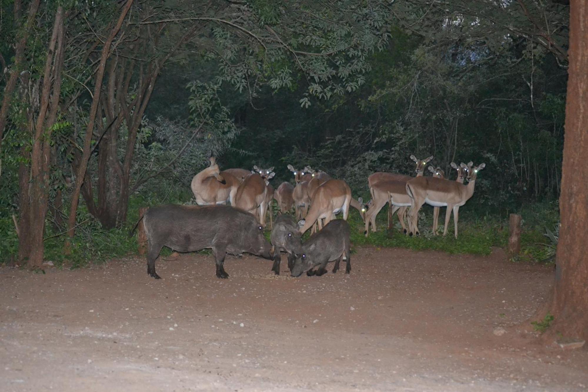 Kiburi Cottage @ Kruger Marloth Park Luaran gambar