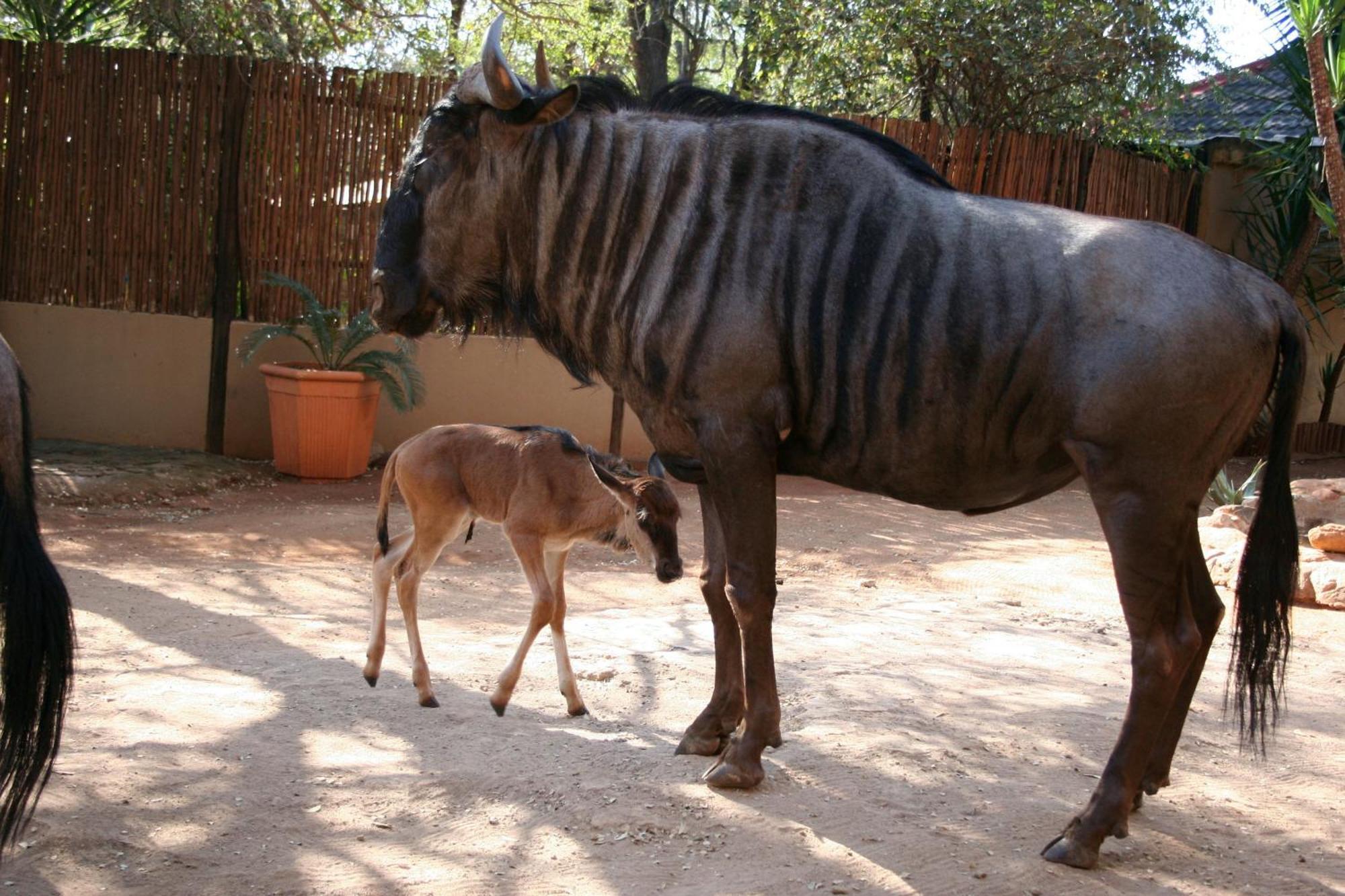 Kiburi Cottage @ Kruger Marloth Park Luaran gambar