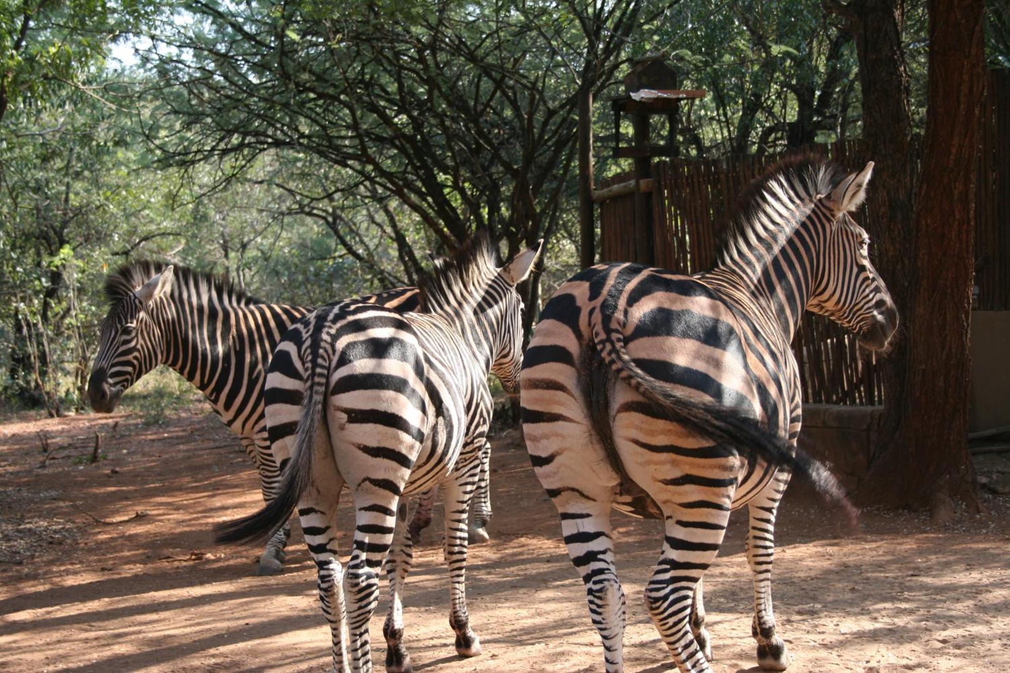 Kiburi Cottage @ Kruger Marloth Park Luaran gambar