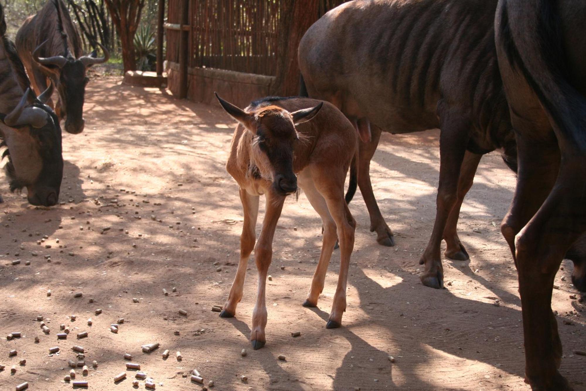 Kiburi Cottage @ Kruger Marloth Park Luaran gambar