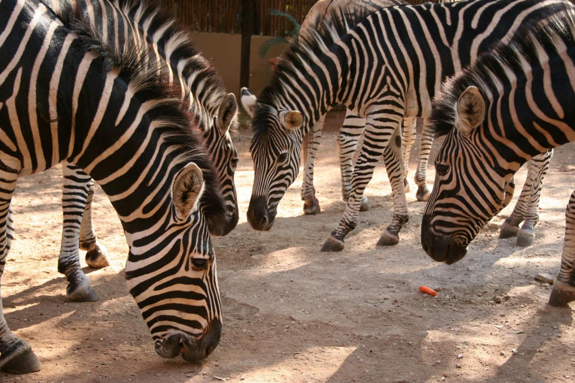 Kiburi Cottage @ Kruger Marloth Park Luaran gambar