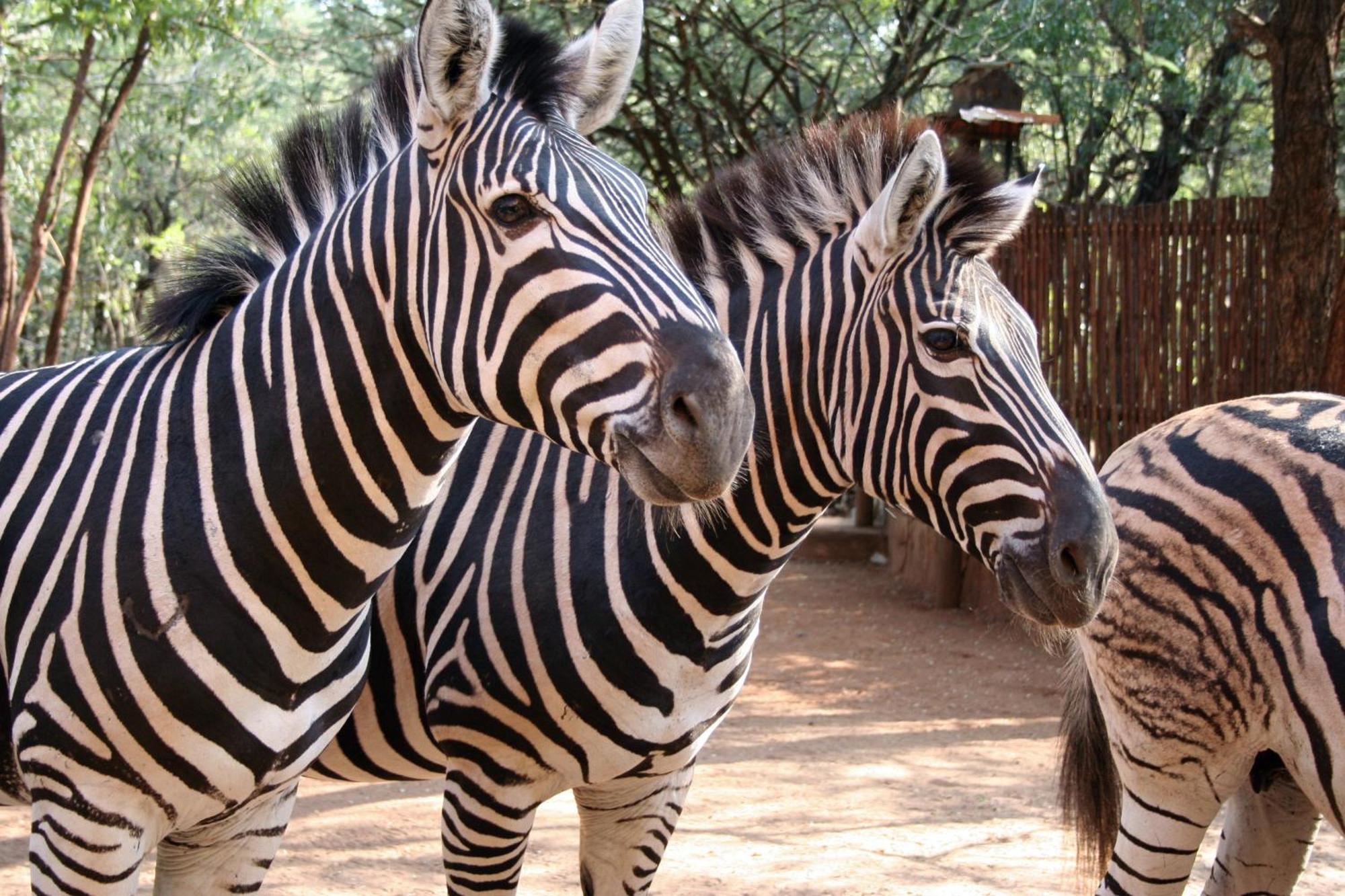 Kiburi Cottage @ Kruger Marloth Park Luaran gambar